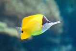 A vibrant yellow fish with a distinct black and white face swims in clear water. Its elongated, pointed mouth and flat body are visible against a blurred aquatic background.
