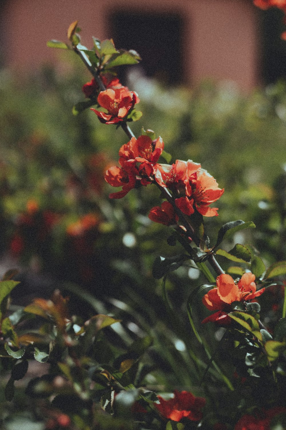 a bunch of flowers that are in the grass