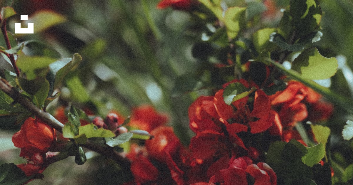 Un buisson aux fleurs rouges et aux feuilles vertes photo – Photo Le ...