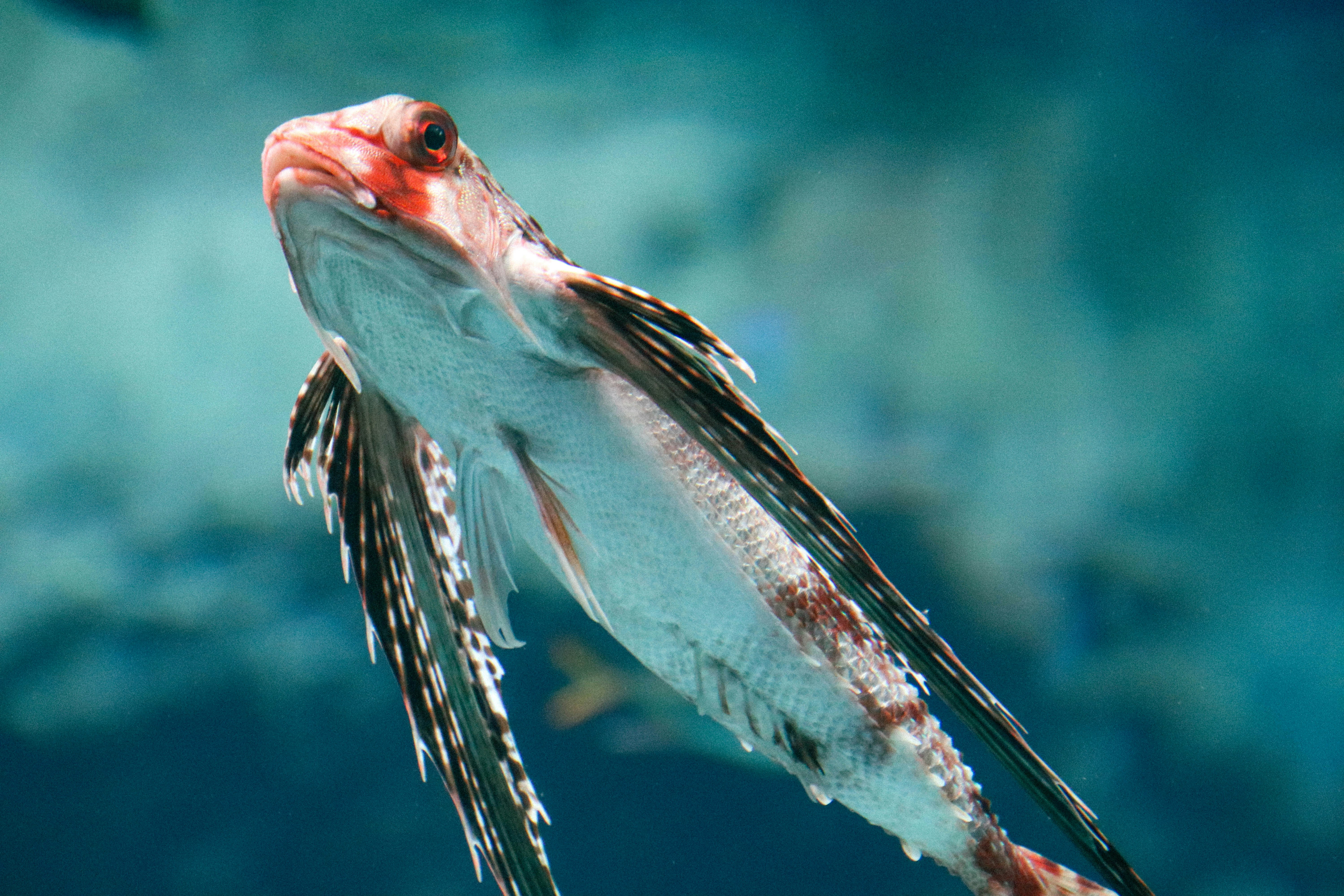ikan yang mengambang di air