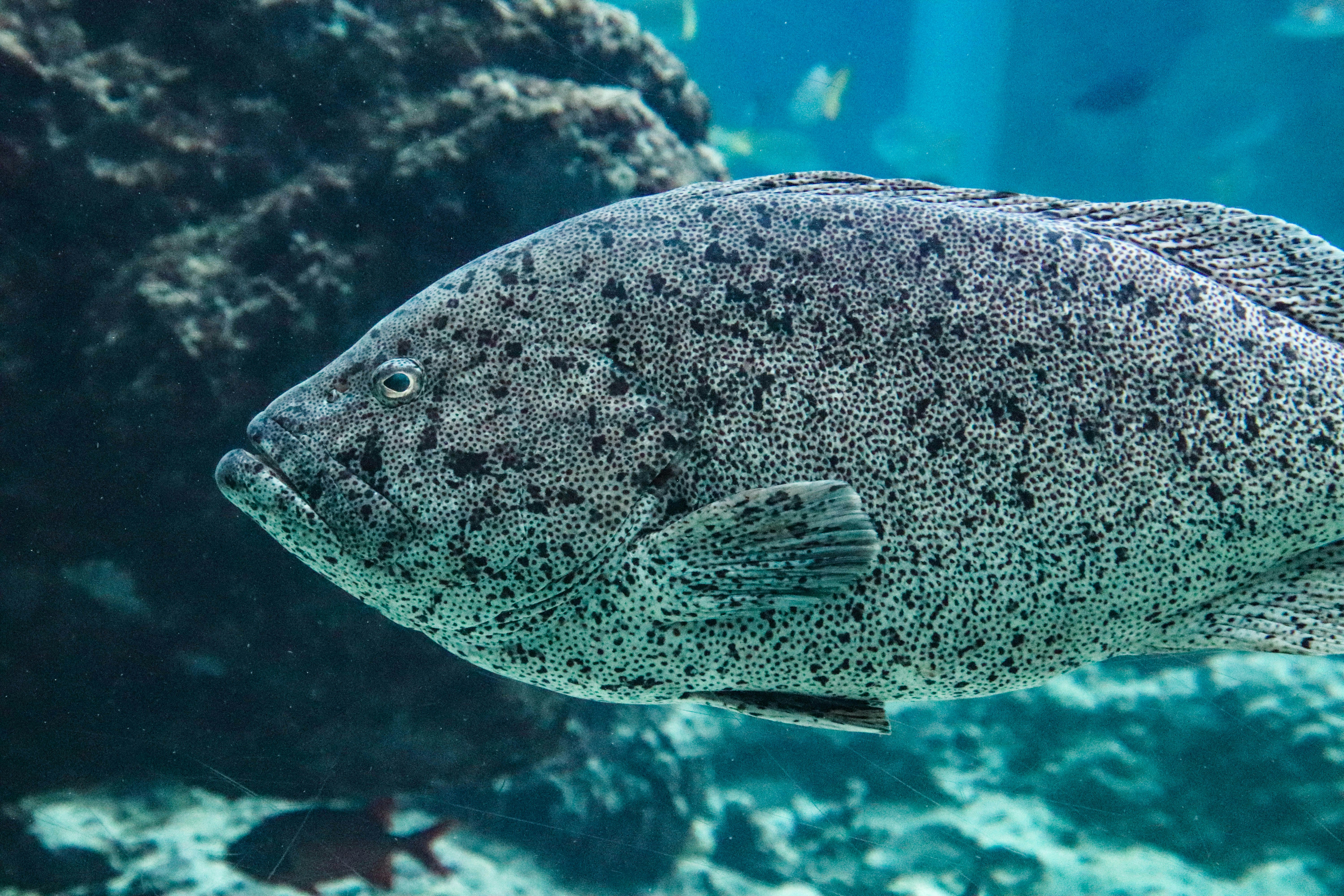 ikan yang berenang di air