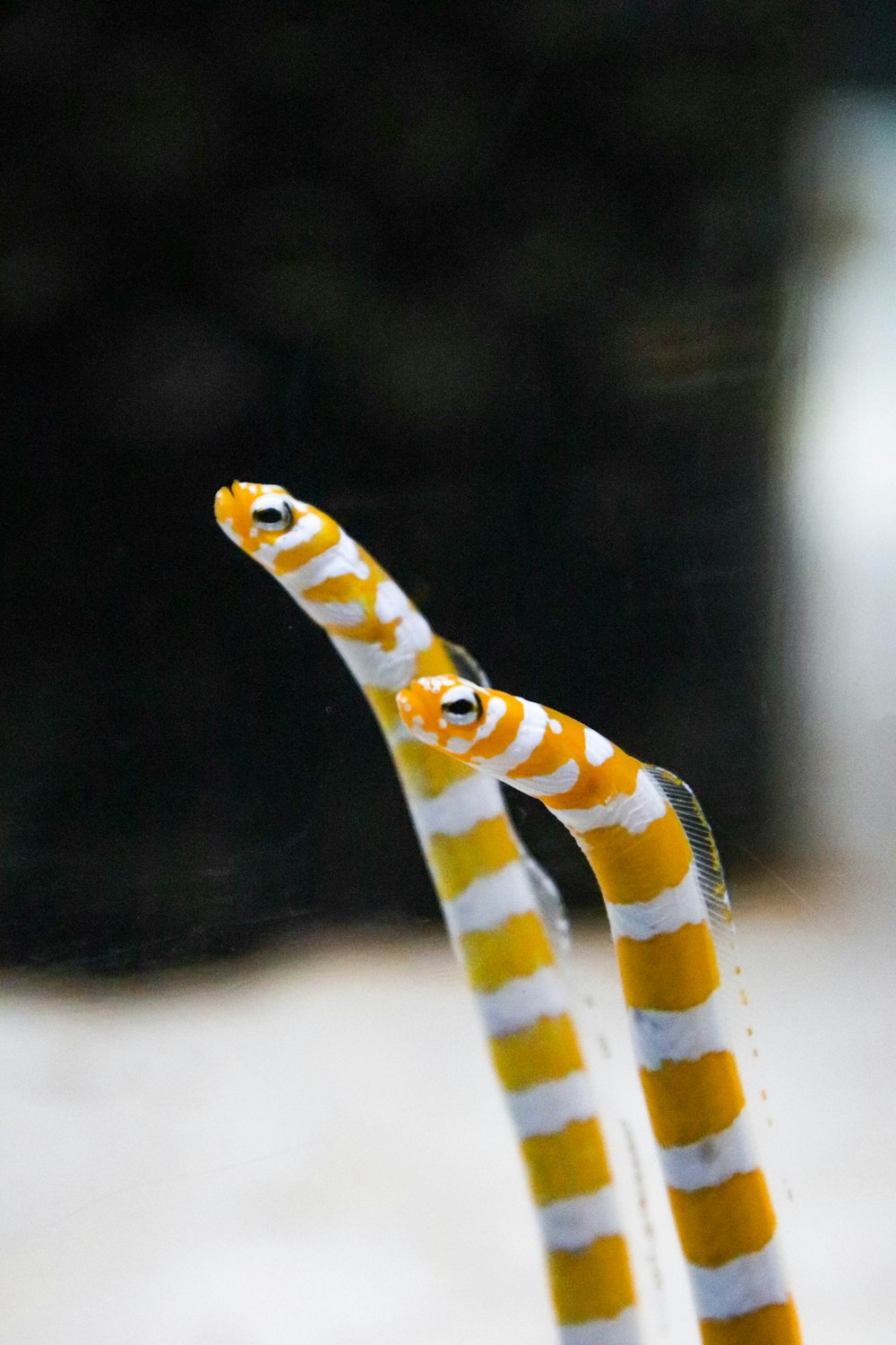 a close up of two orange and white candy canes