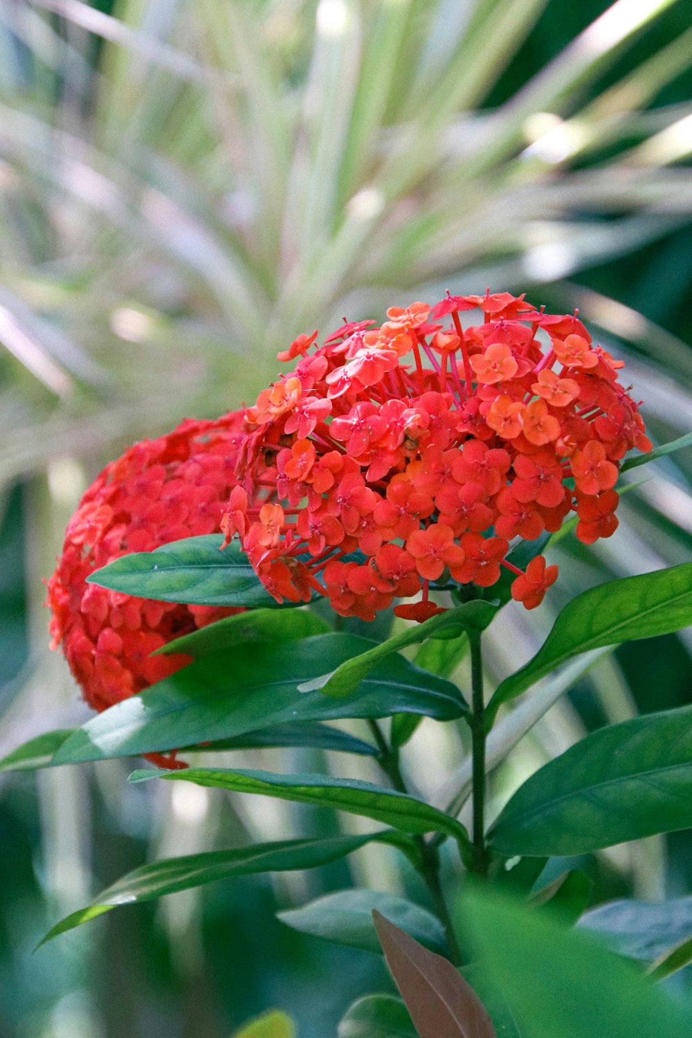 a red flower with green leaves in the background