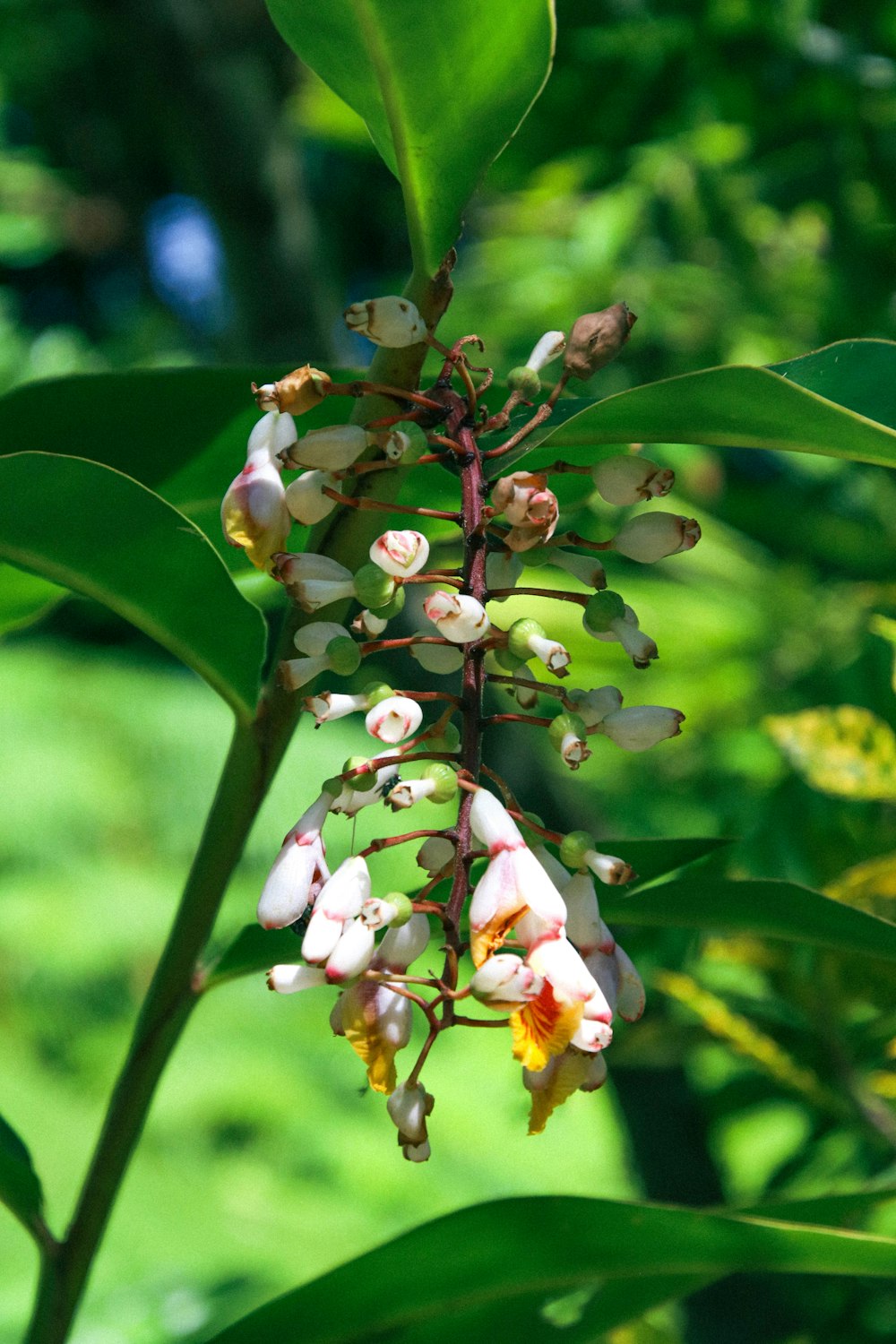 a close up of a flower on a plant