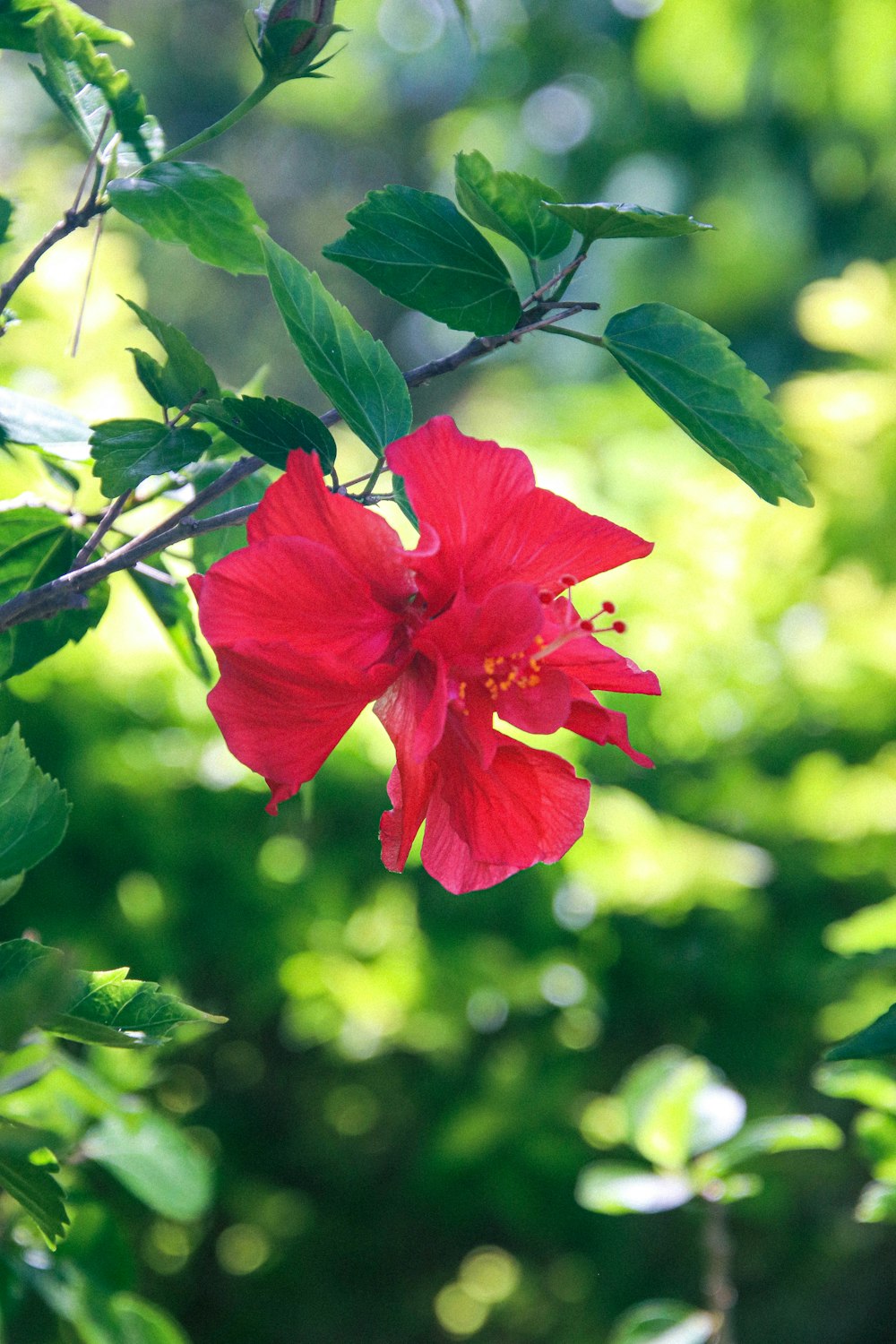 a red flower with green leaves in the background