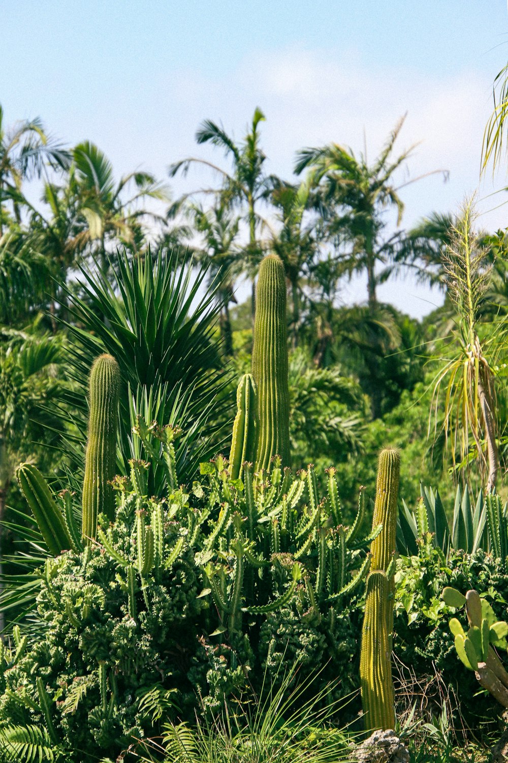 a giraffe standing next to a lush green forest