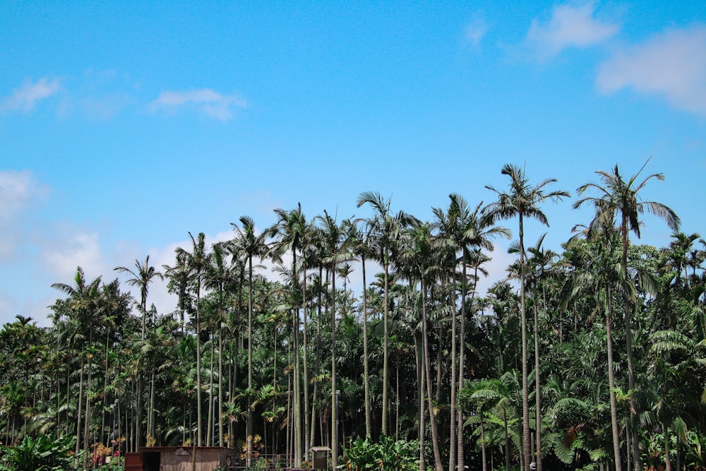 Una fila di palme davanti a un cielo blu