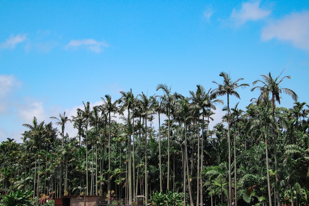 Une rangée de palmiers devant un ciel bleu