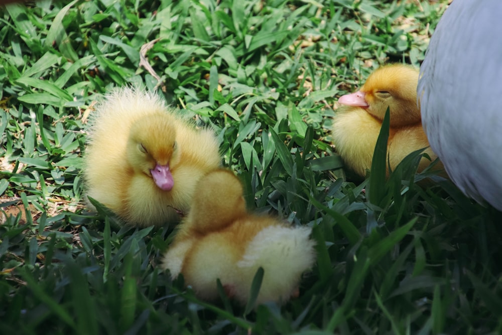 two small yellow chicks sitting in the grass