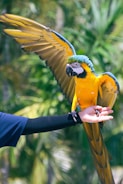 A vibrant yellow and blue macaw with outstretched wings perched on a person's hand, surrounded by lush green foliage.