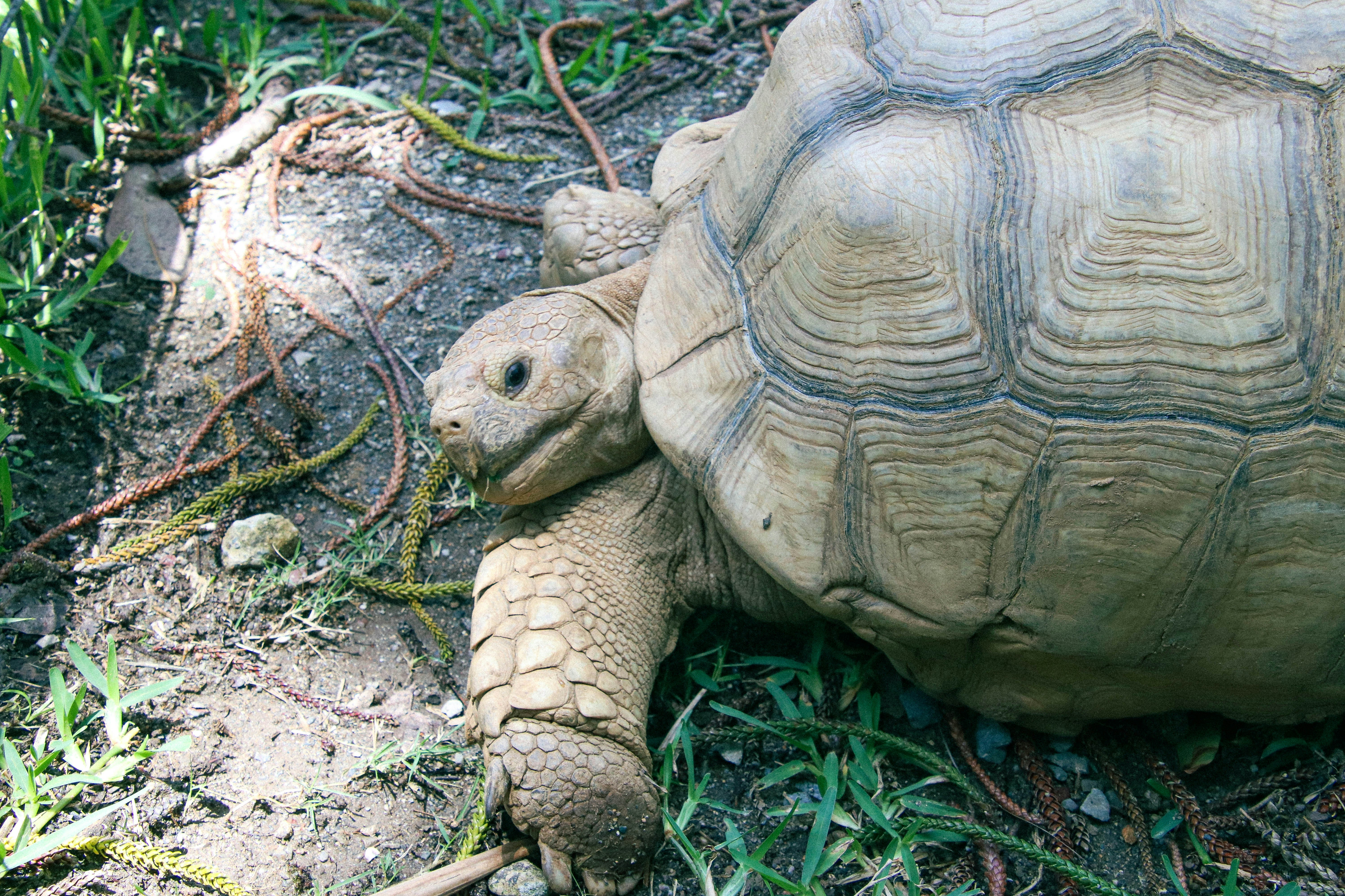 A tortoise with a dedicated caretaker