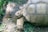 A large tortoise with a textured, domed shell is resting on the ground. Its legs have thick, scaly patterns, and it is surrounded by sparse grass and small, colorful twigs.