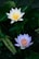 Two water lilies are in bloom, one with white petals and a yellow center, and the other with lavender petals and an orange center. They are surrounded by dark green leaves.