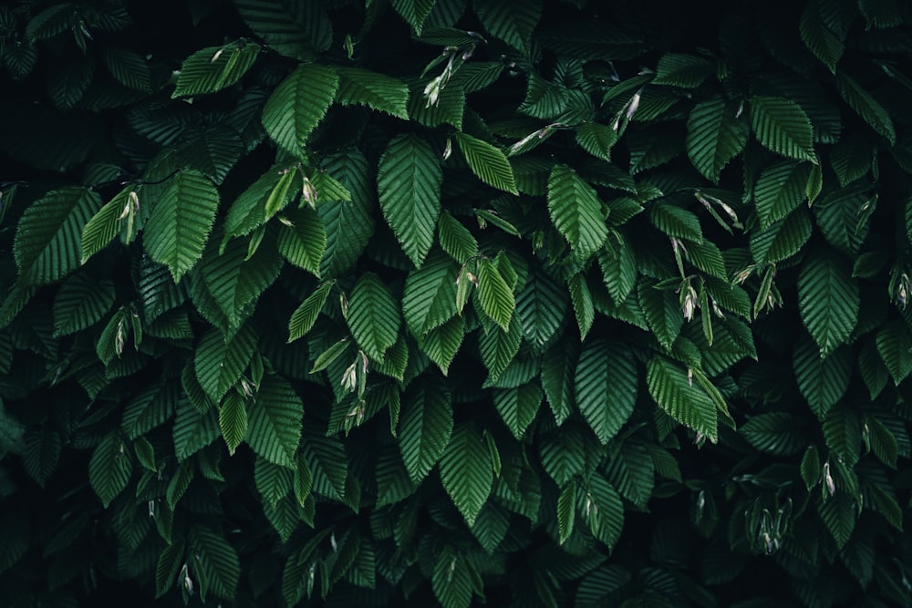 a close up of a green leafy wall