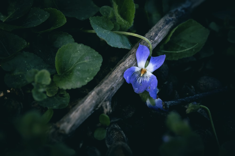 un piccolo fiore blu seduto sopra un bastone di legno