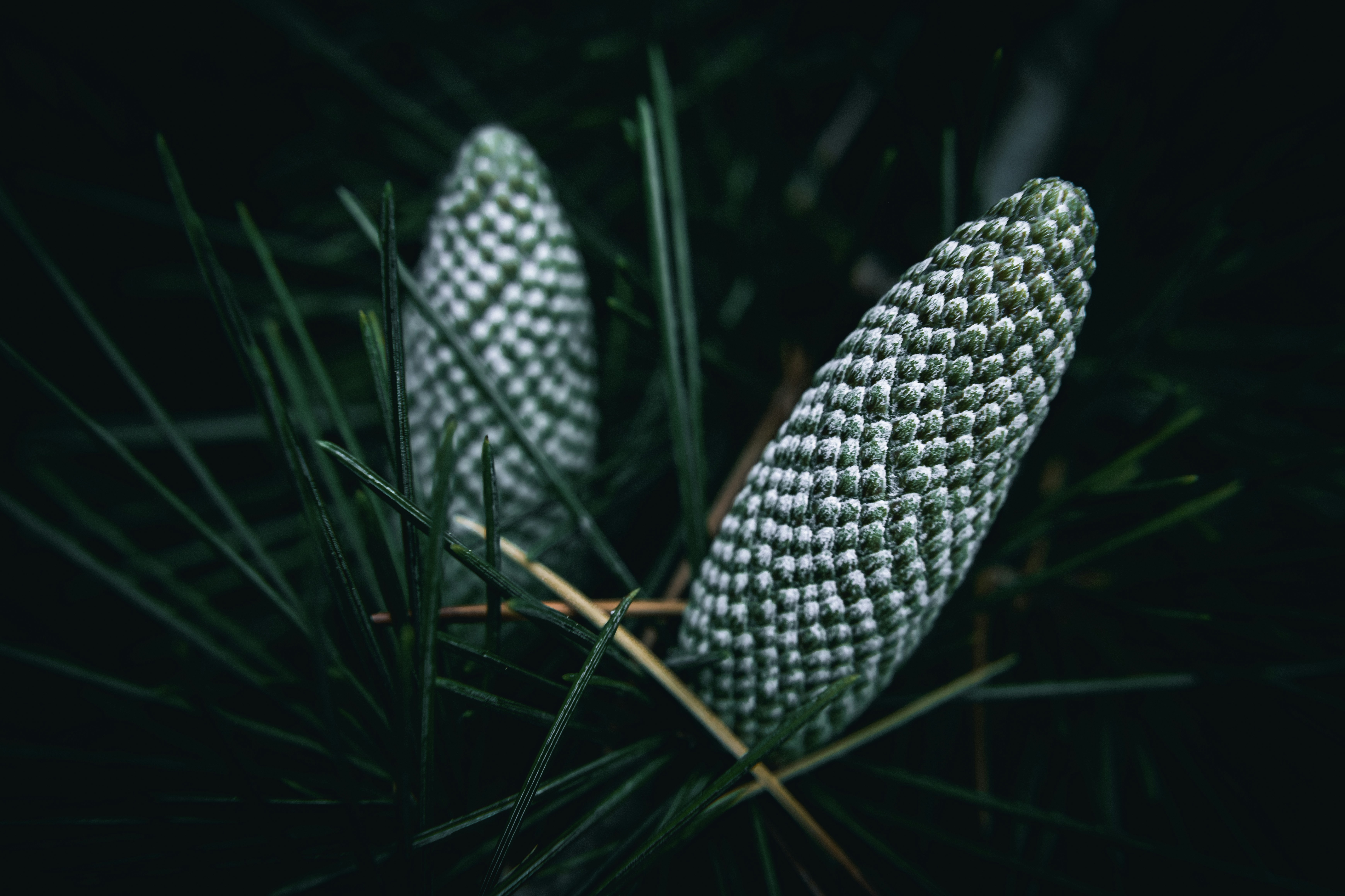 a close up of two pine cones on a pine tree, A close up of young cones of a Deodar cedar