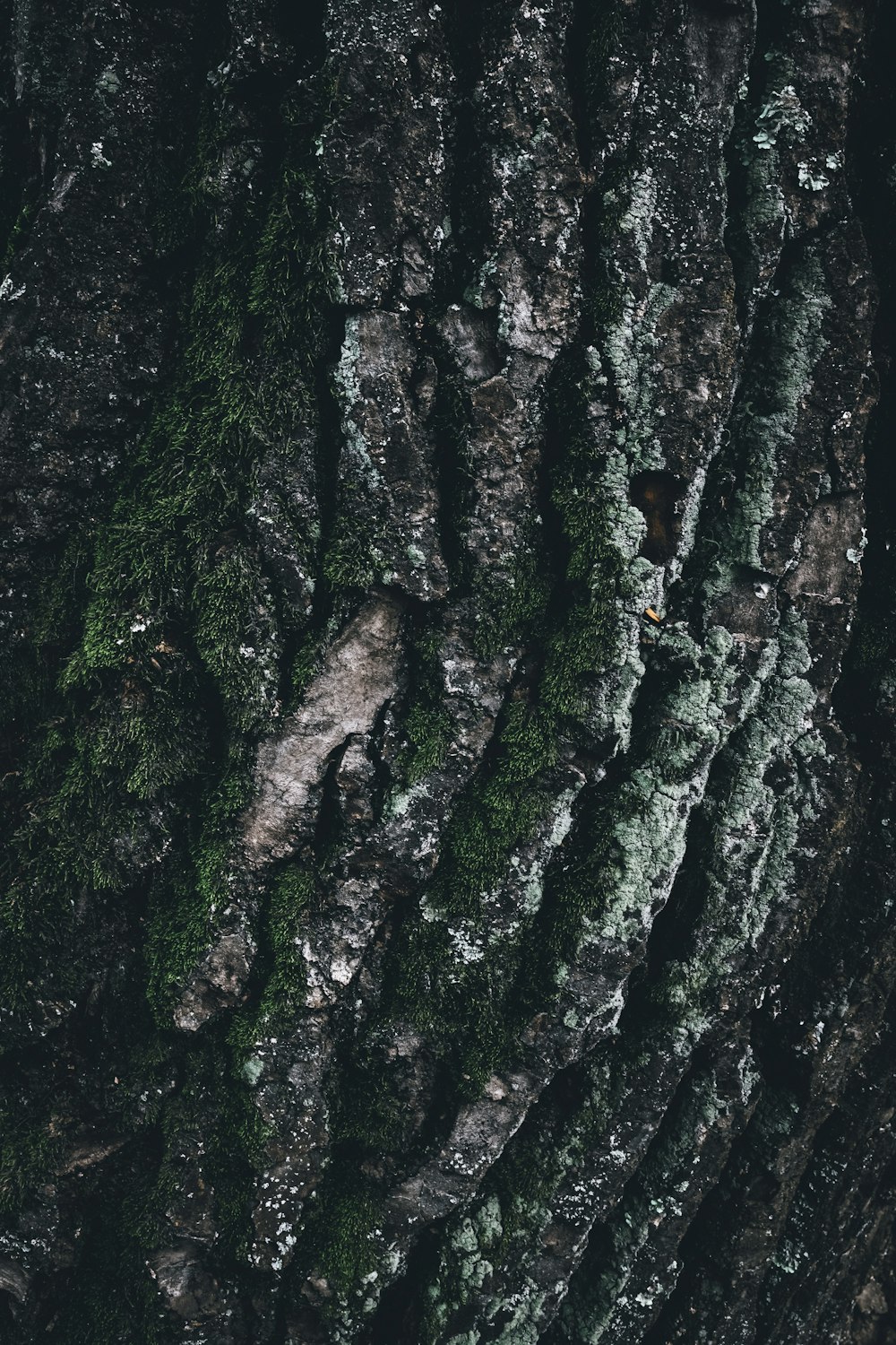 a close up of a tree trunk with moss growing on it