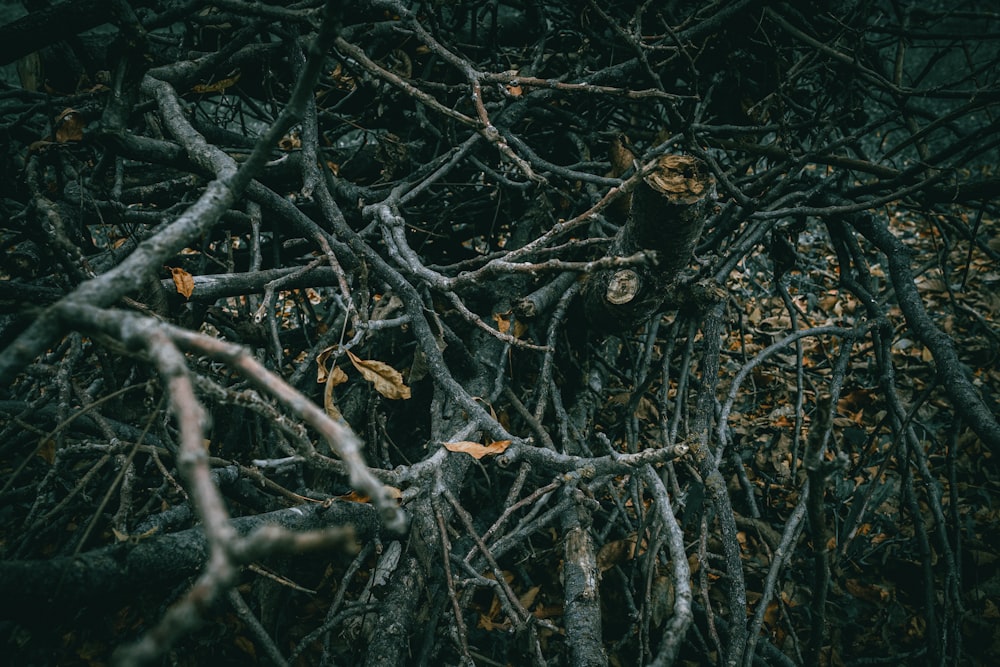 a bunch of branches that have fallen down