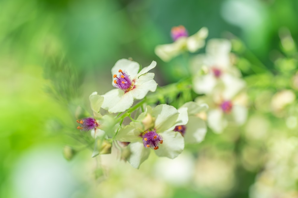 a bunch of white flowers with purple centers