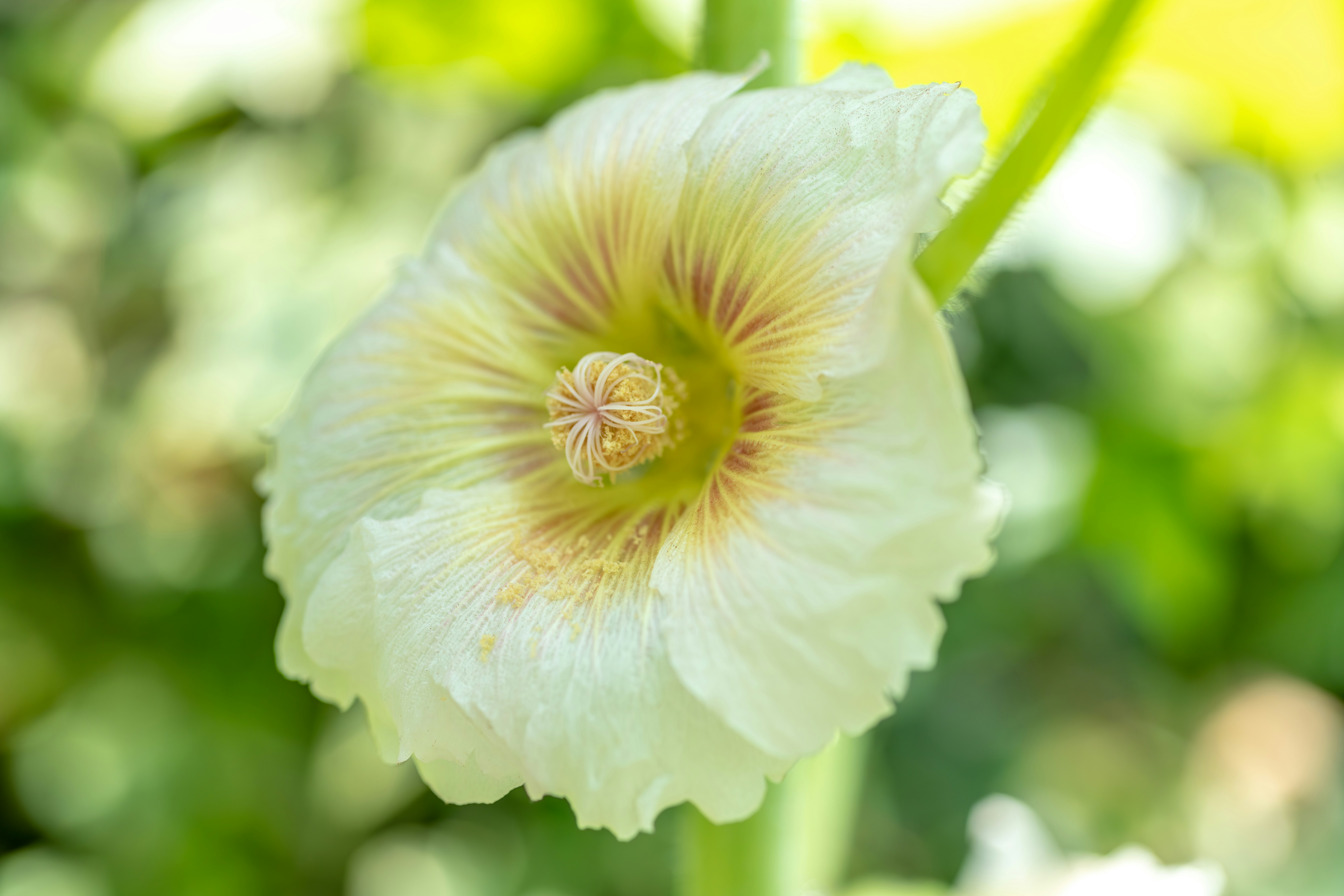 Photo by floratropicana