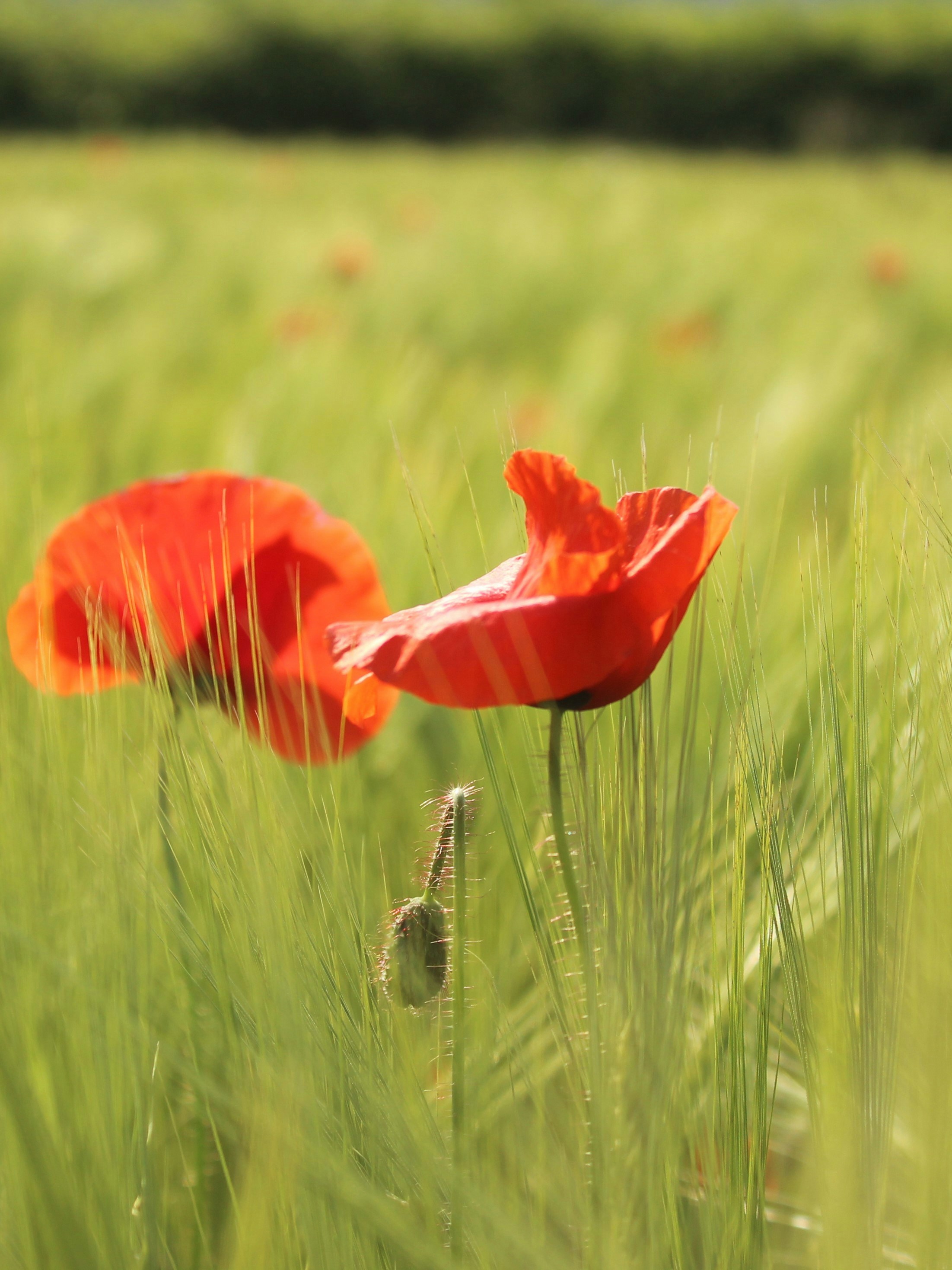 a red flower in a field of green grass
