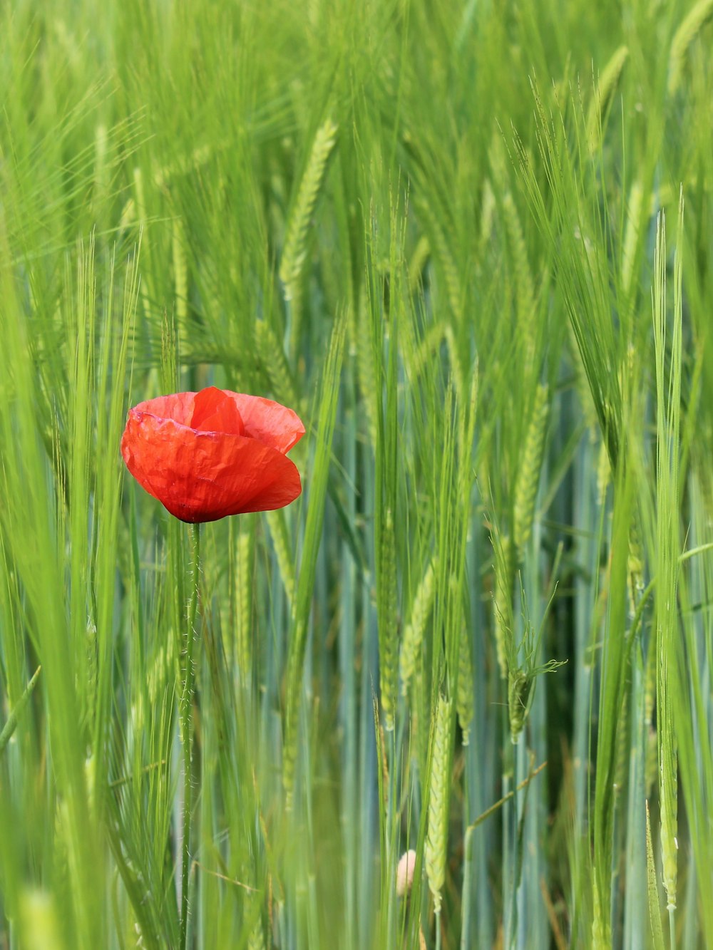 a red poppy in a green field of wheat