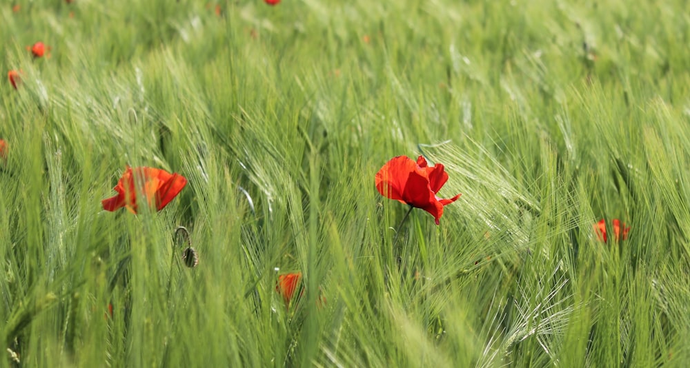 a red flower in a green field of grass