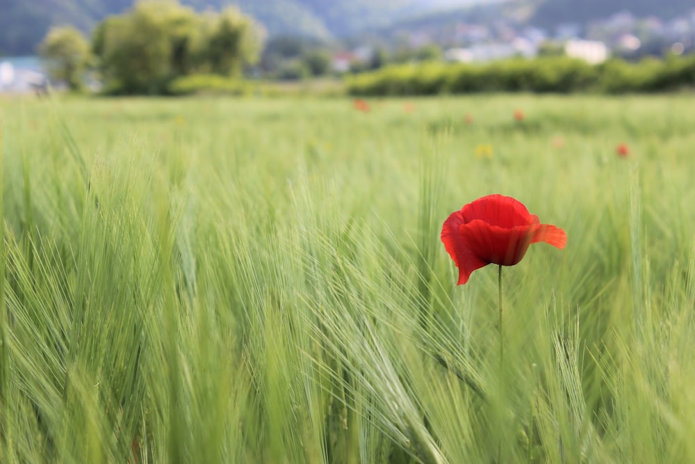 a single red flower in a green field