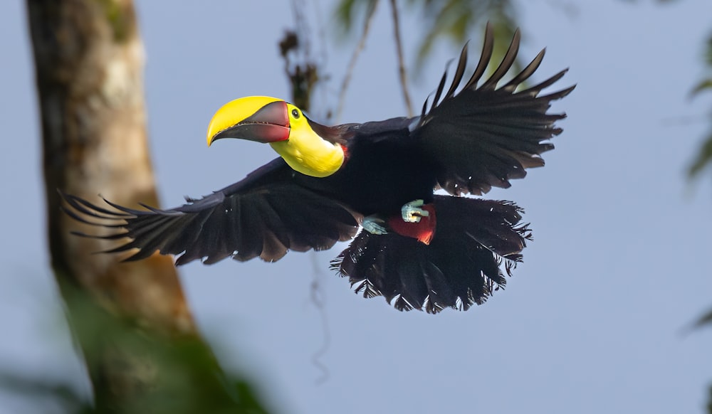 a black bird with a yellow beak is flying