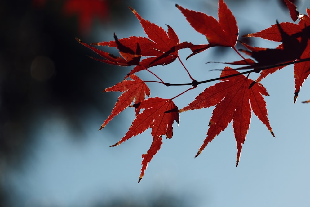 a close up of a red leaf on a tree