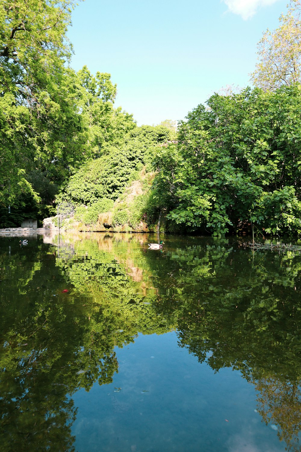 a body of water surrounded by lush green trees