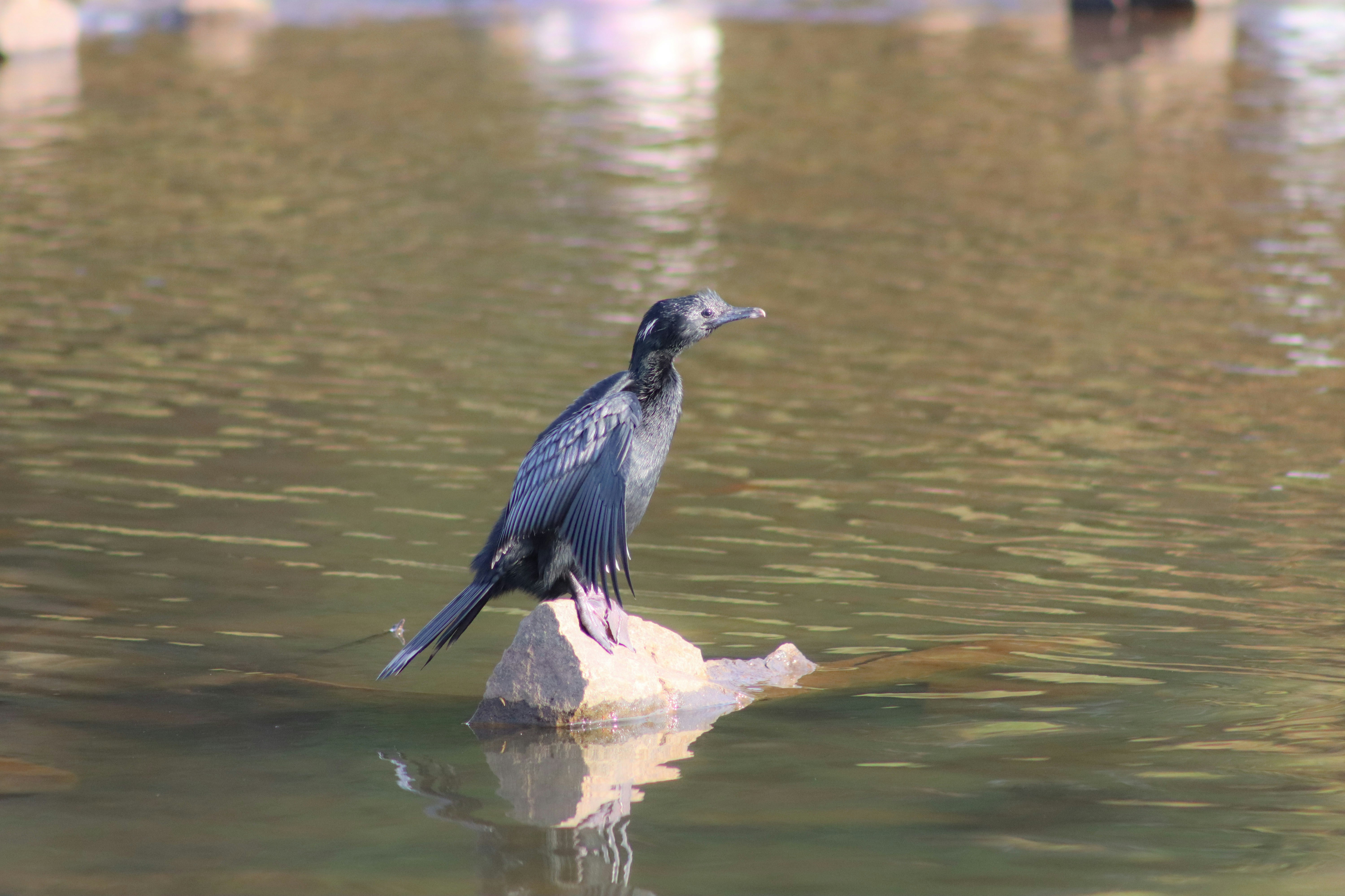 Photo by pushpak_art