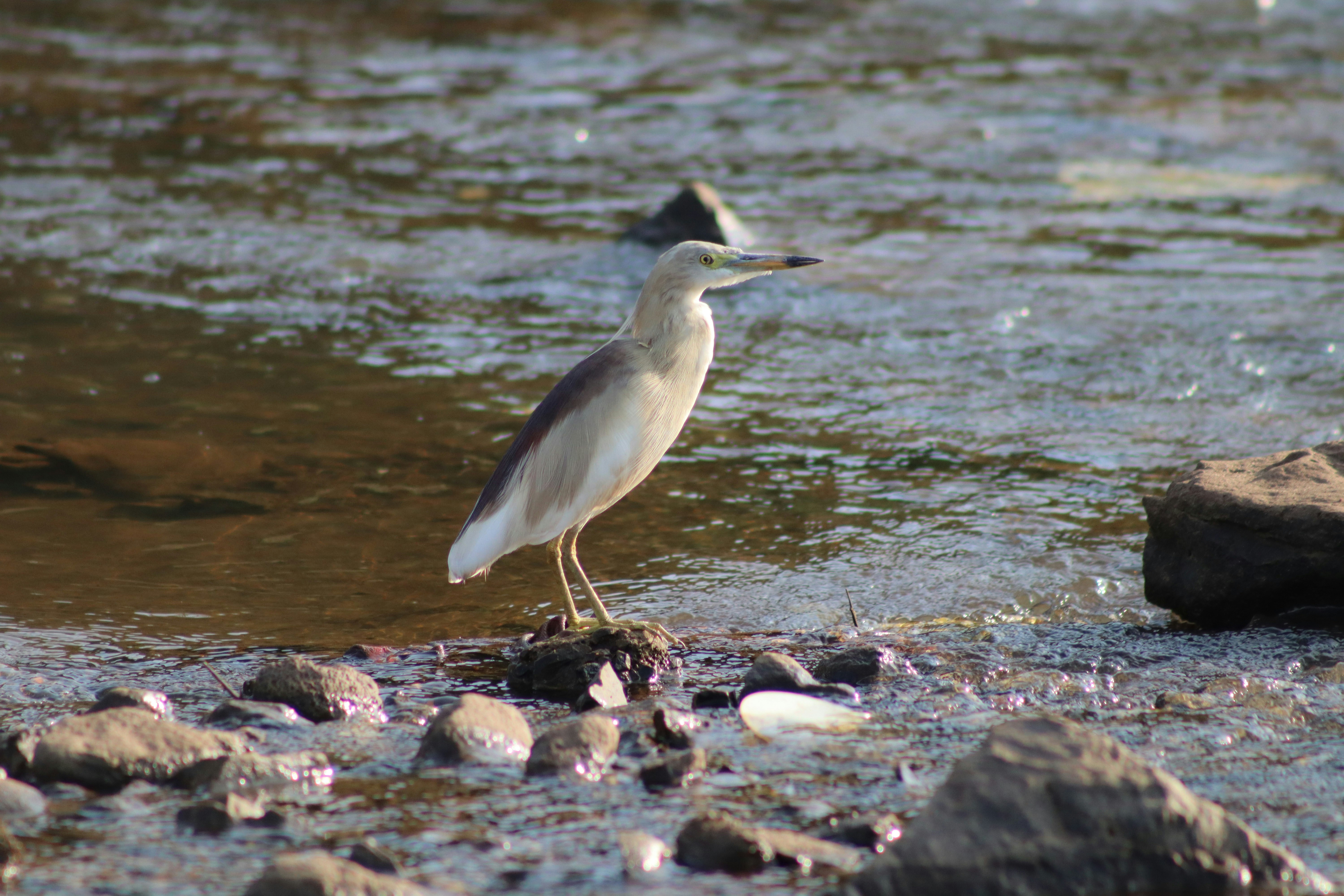 Photo by pushpak_art