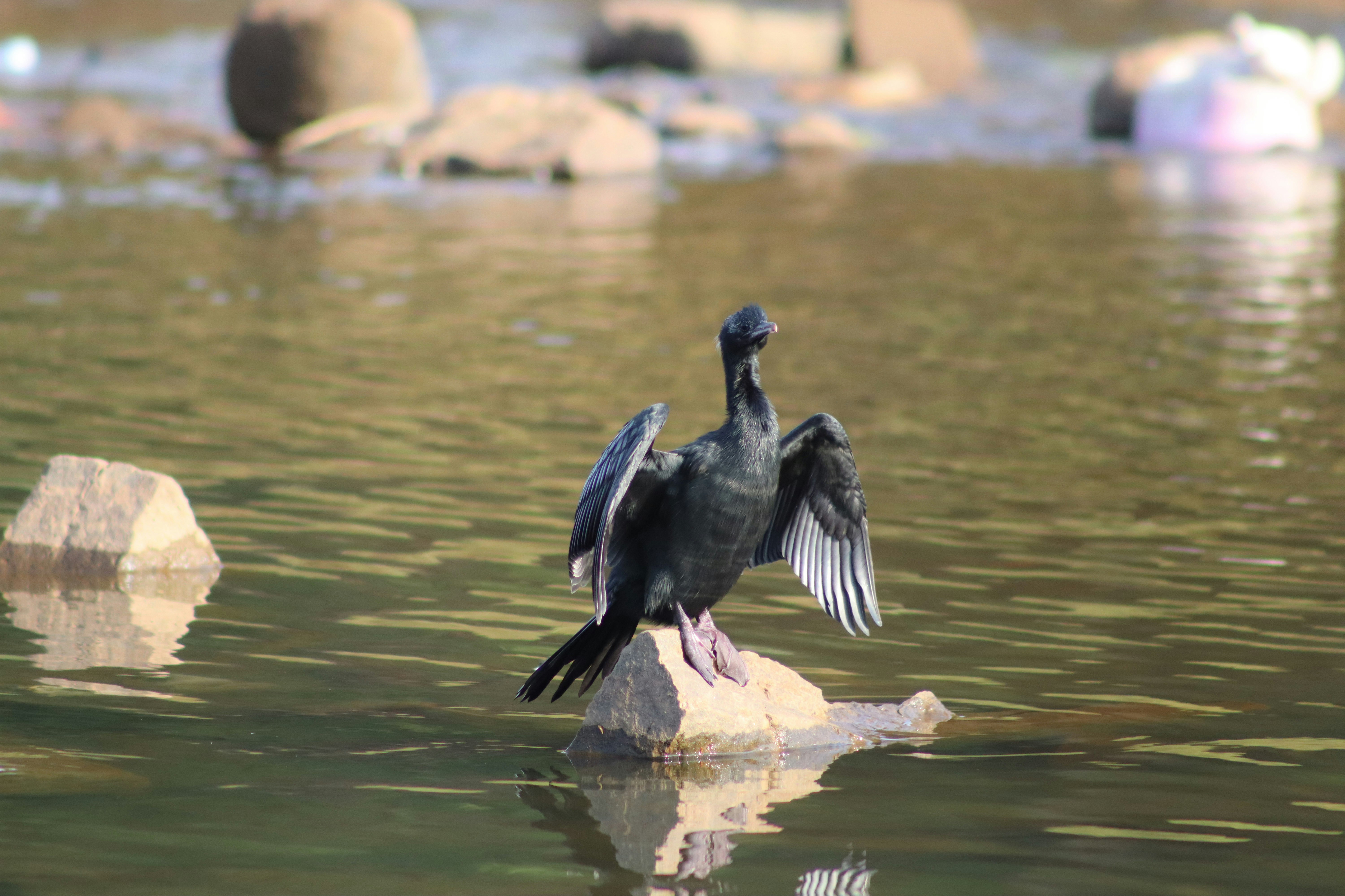 Photo by pushpak_art