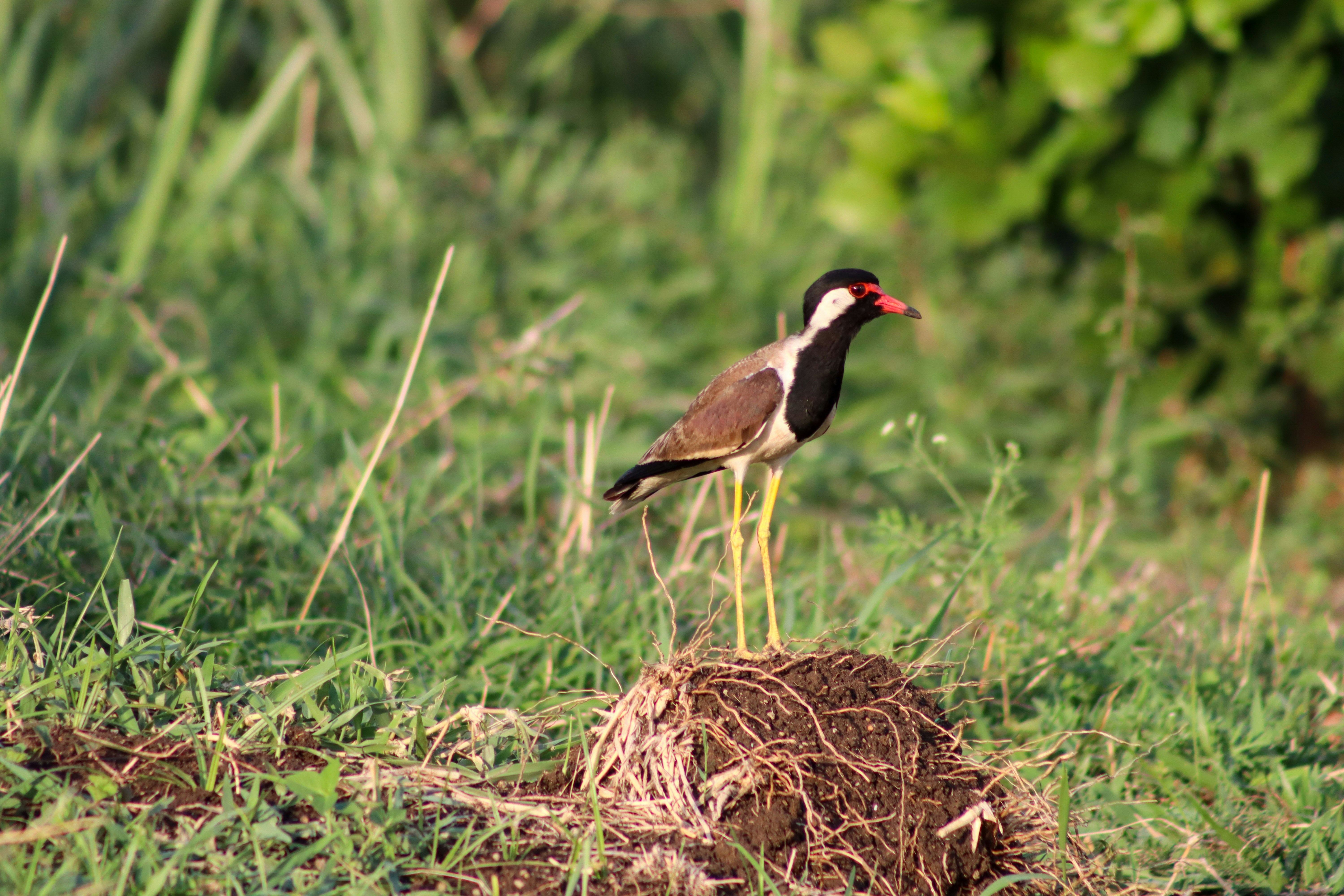 Photo by pushpak_art