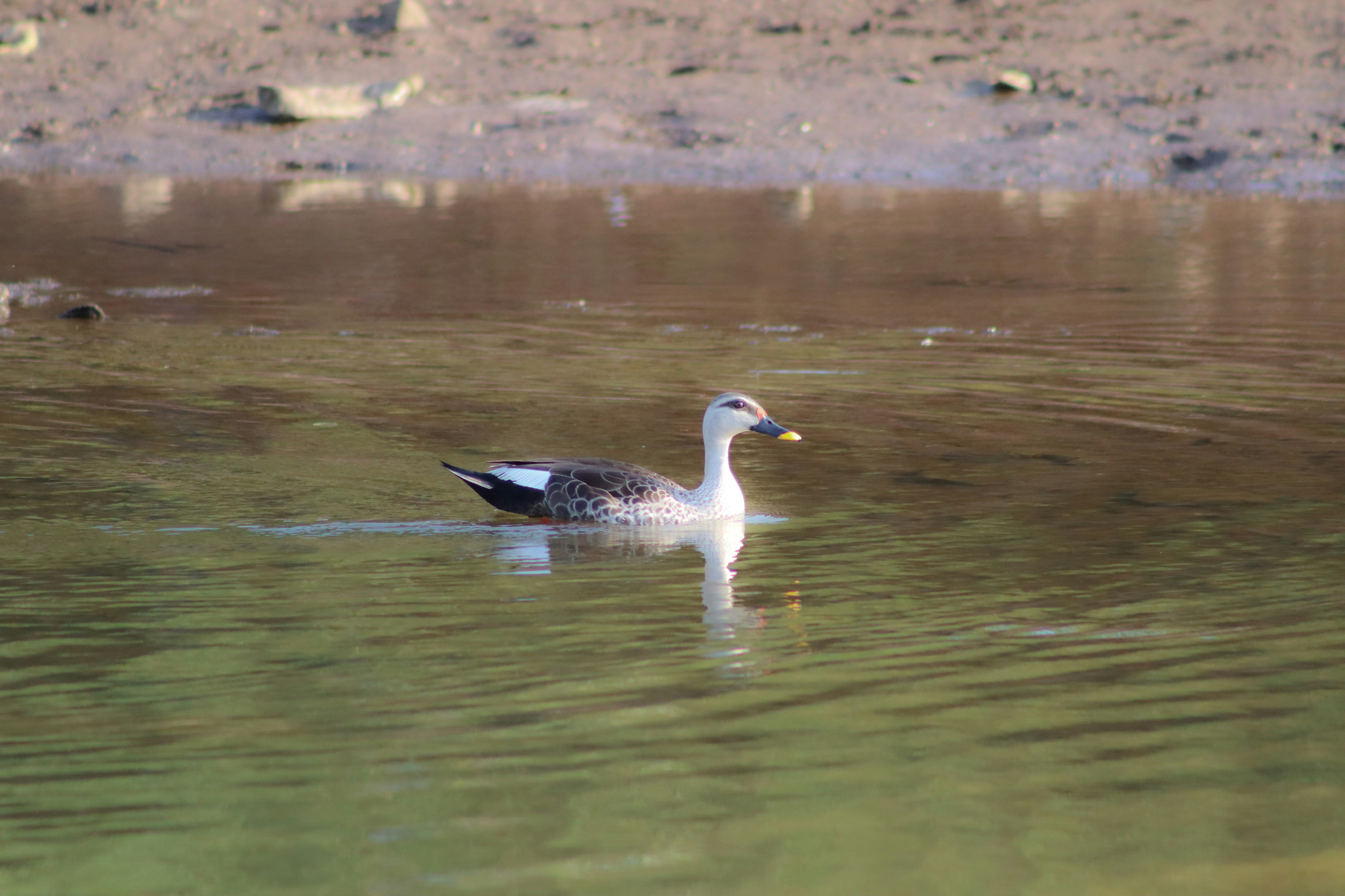 Photo by pushpak_art