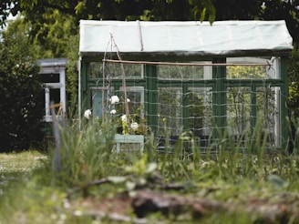 A small greenhouse made of green-painted frames and glass panels stands amidst a lush garden. Tall grass and various plants surround the greenhouse, with some climbing onto its structure. The background features dense foliage and part of a white window on another building.