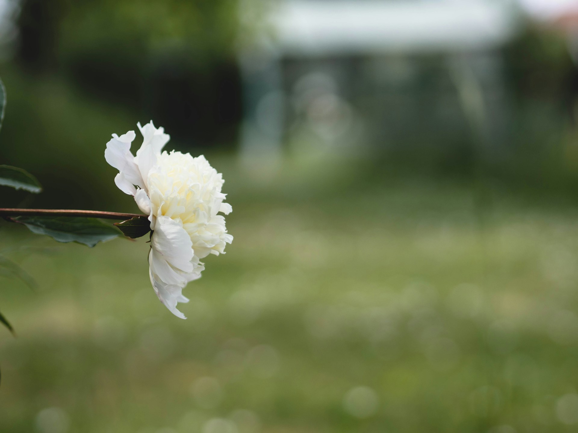 a close up of a white flower on a tree