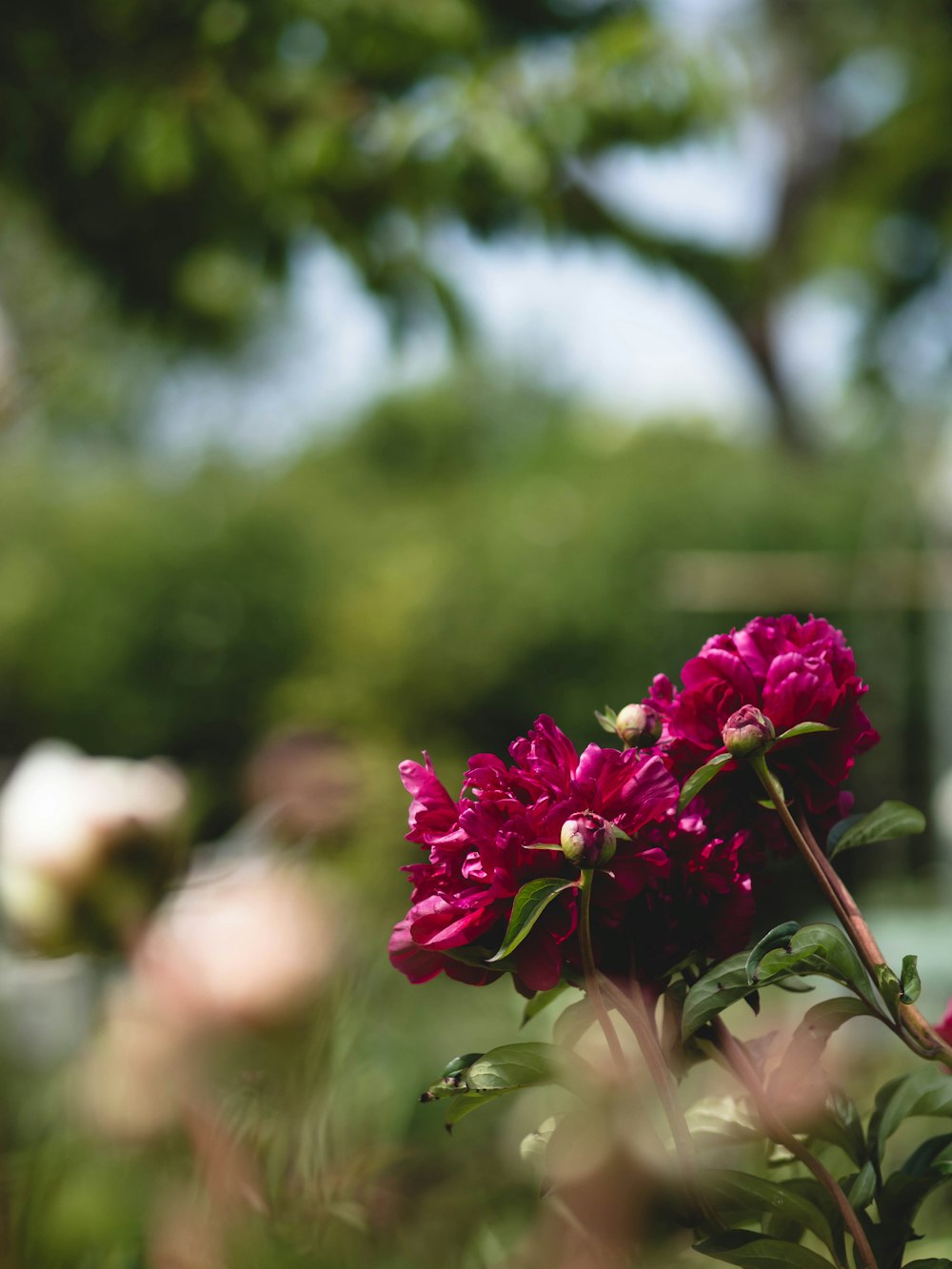 a bunch of flowers that are in the grass