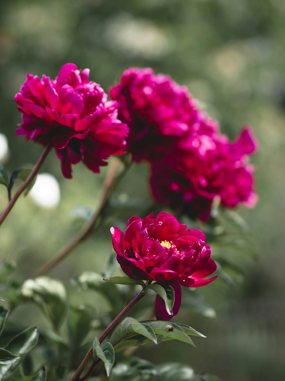 a close up of a bunch of pink flowers