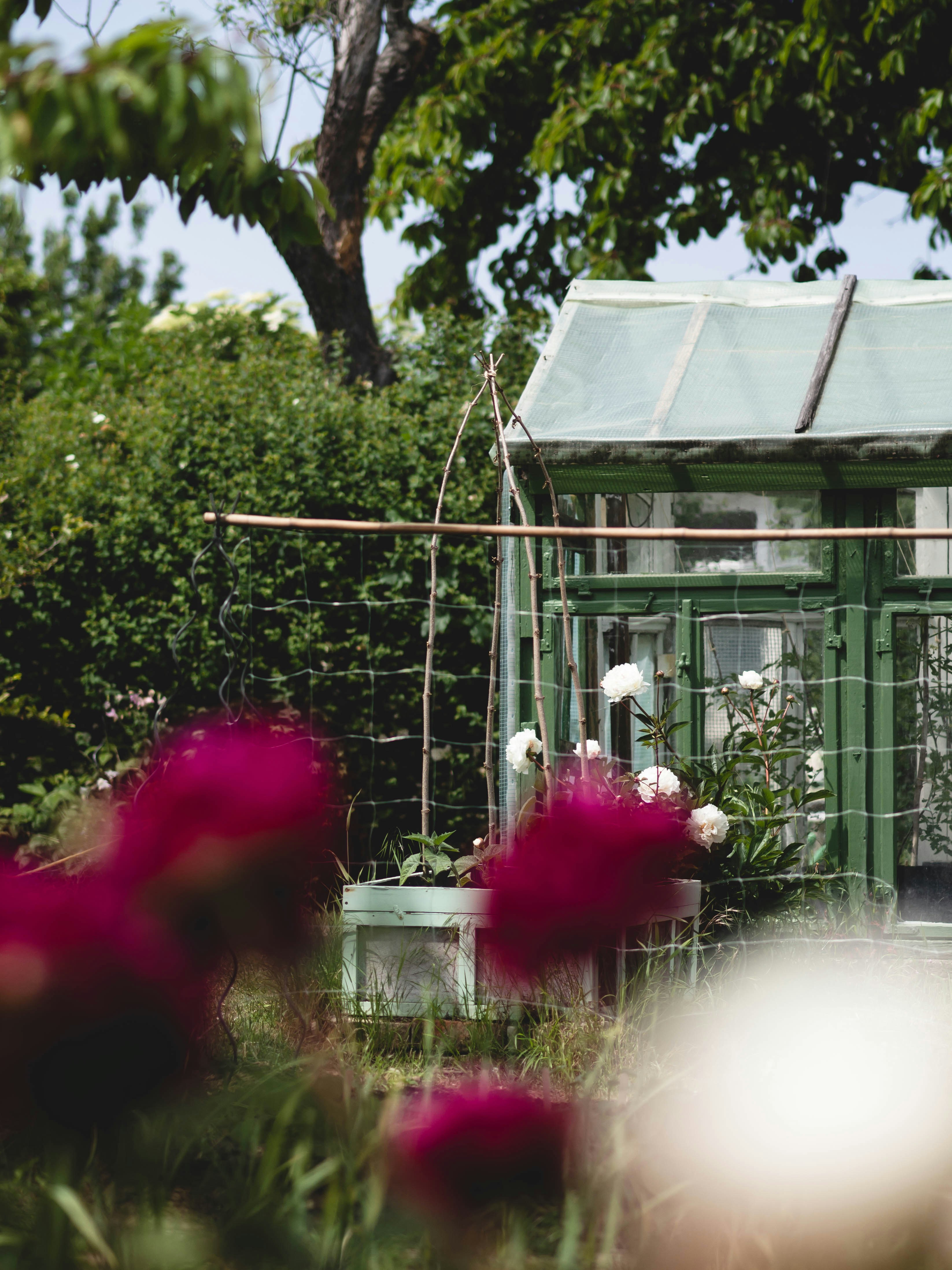 a small green house surrounded by pink flowers