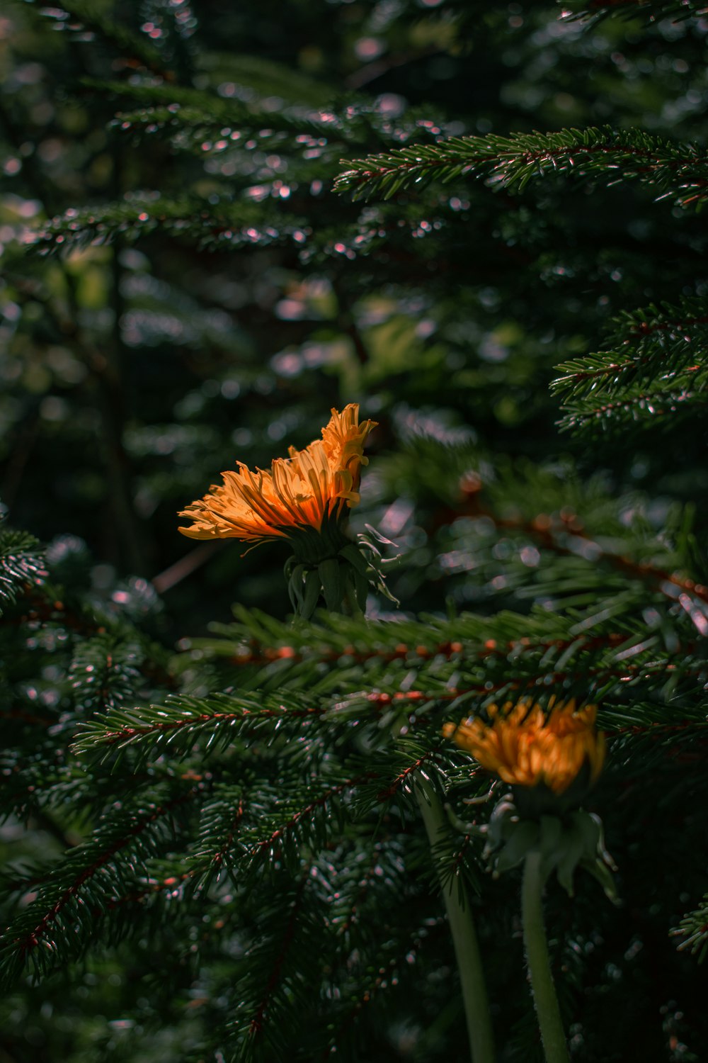 a close up of a flower on a tree