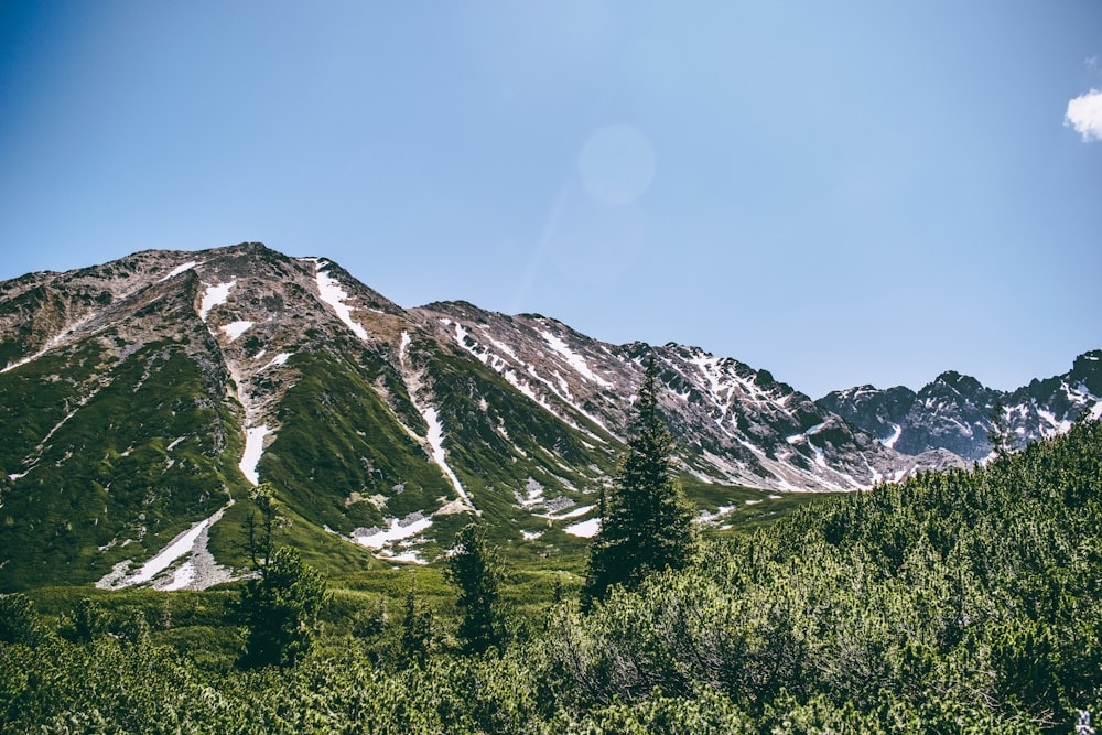 a view of a mountain with trees in the foreground