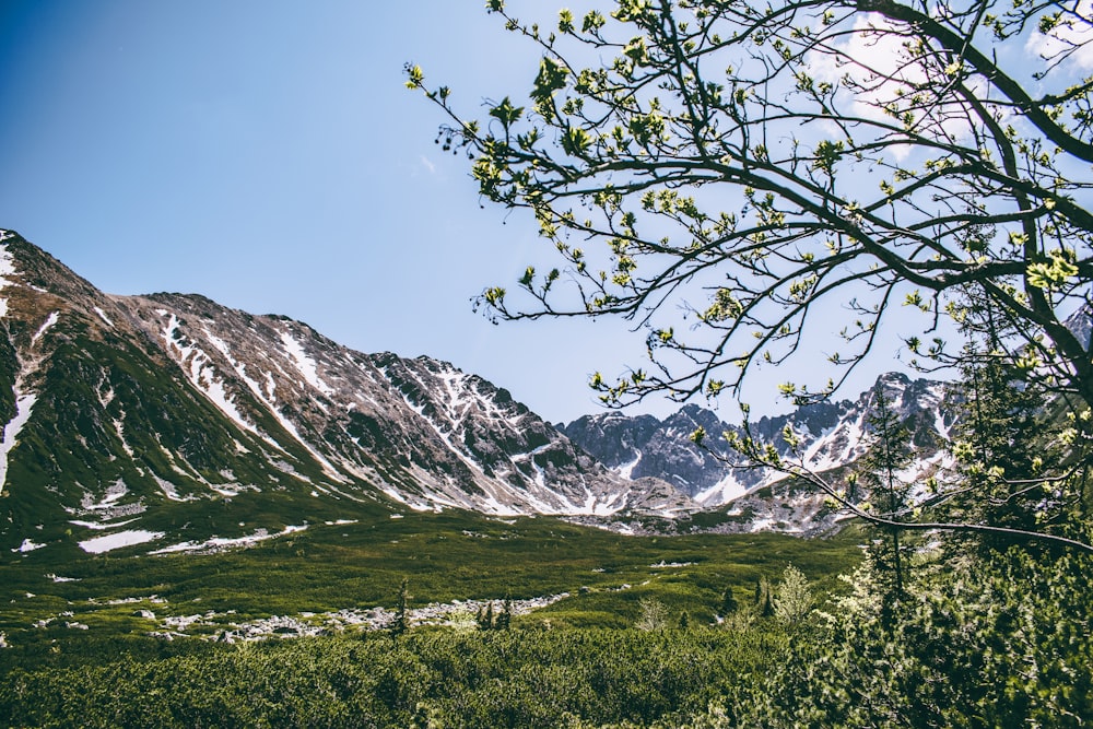 a view of a mountain range from a distance