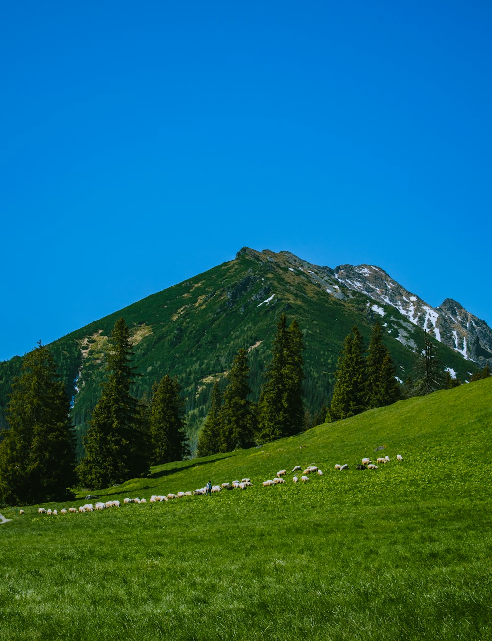 a grassy field with a mountain in the background