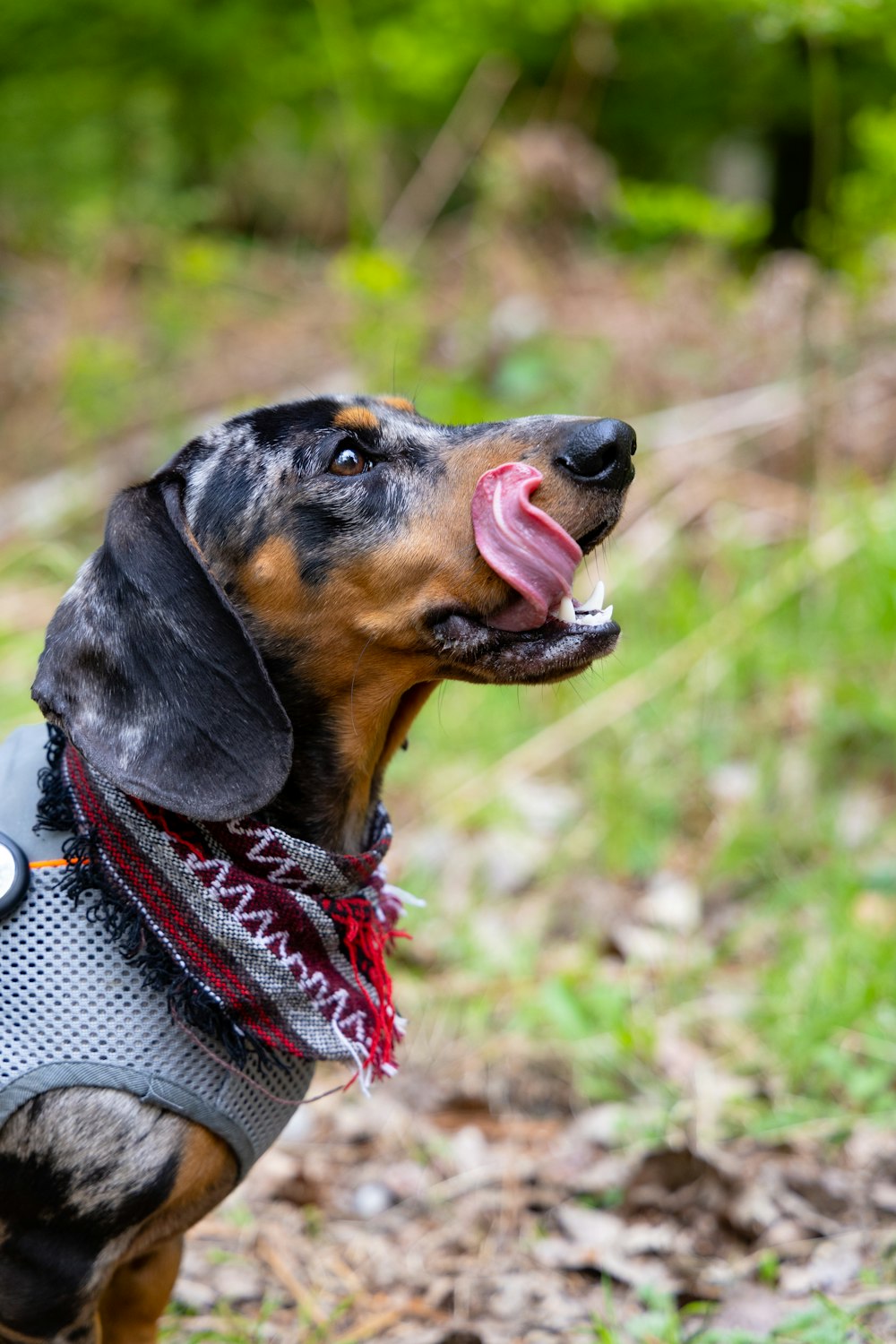 a dachshund wearing a sweater with his tongue hanging out