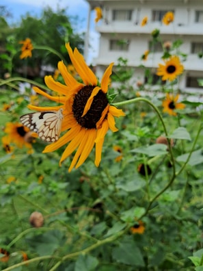 A vibrant butterfly landing on a bright yellow sunflower in the sanctuary garden.