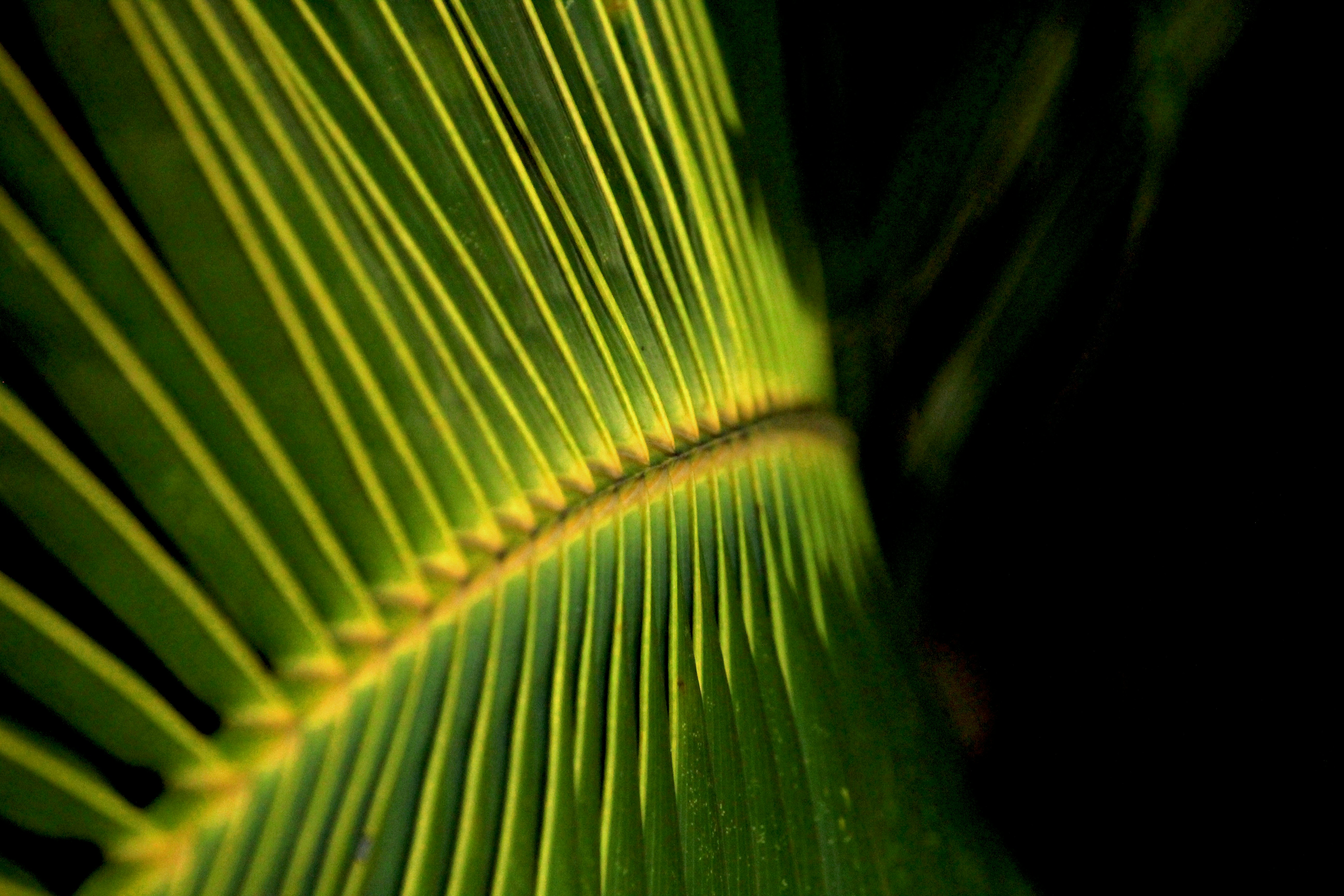 a close up view of a green leaf