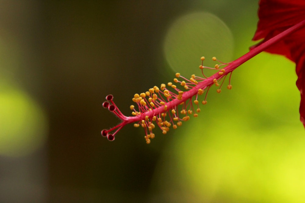 a close up of a red flower with a blurry background