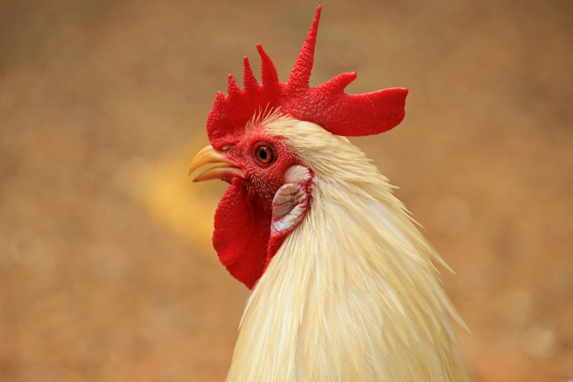 a close up of a rooster with a red head